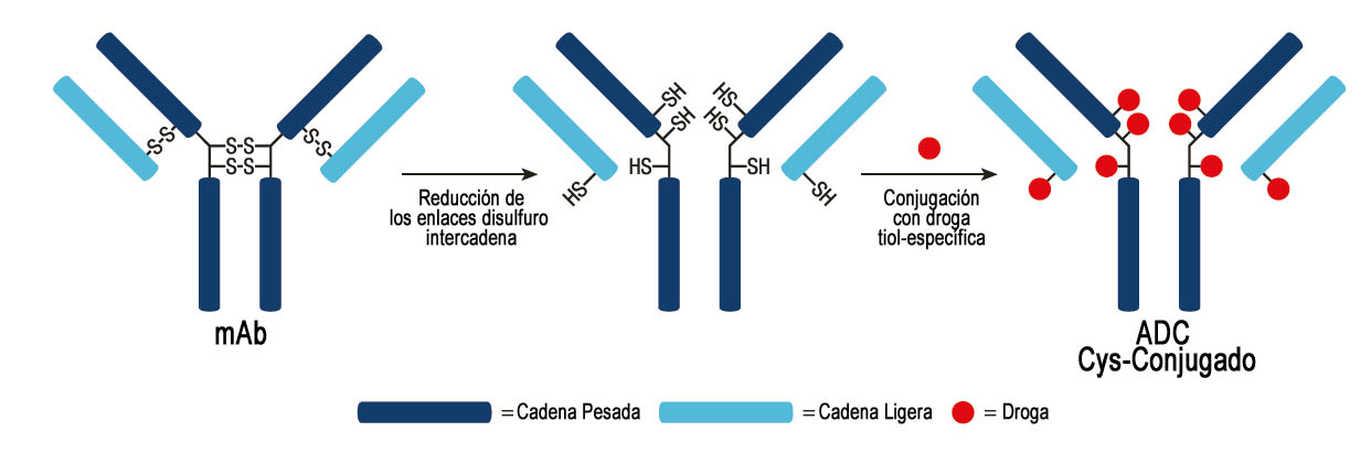 Figura 1. ADCs miméticos conjugados entre una droga mimética y un mAb