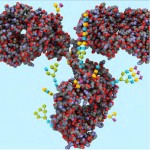 Glycan-2