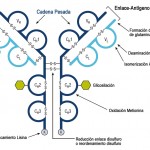Figura 1. Esquema de un mAb