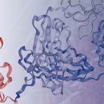 Peptido
