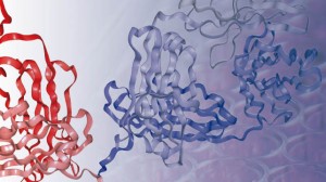 Peptido